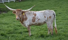 RJF COWBOY HORIZON