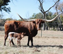 HL Fully Loaded x Helm Glory Be 