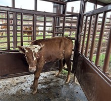 #2584- 1886 American Rebel