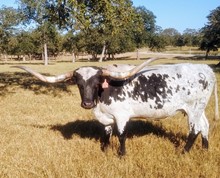 RJFTexano Tango