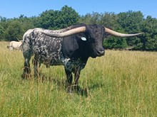 DJE FREE BUCKSHOT 111