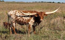 Kommitment's Cinch Princess