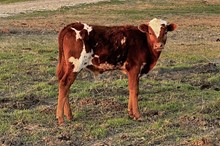 212 Unnamed Bull - Fantasia