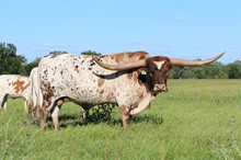 Brazos Tuff Cowboy 901
