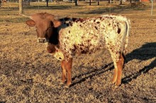 245 Unnamed Bull - Aquata