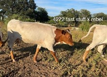 DW FAST STUFF X REBEL HR - TAG 4272