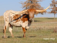 MTR SCATTER CHERRY 12/22