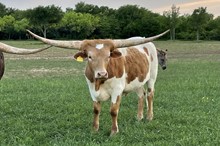 Unnamed Steer 891