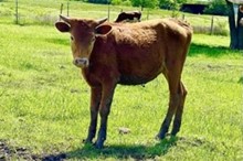 081 KCM Unnamed Heifer - Top Finalist