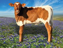 NACC Capital Whitney