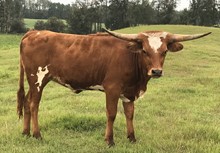 Huckstress Embryo Heifer 