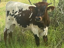 BL Safari Up Bull 3