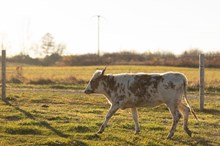 Barbara Heifer Calf