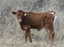 KDK PEG'S BONNIE 577