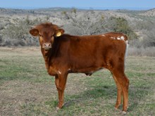 KDK PEG'S BONNIE 577