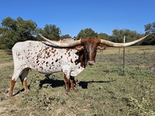 HL Double Shot of Brandy