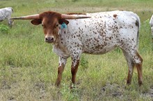 Brazos Breann 36/24