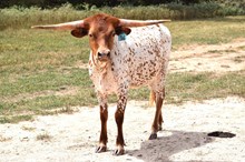 Brazos Breann 36/24