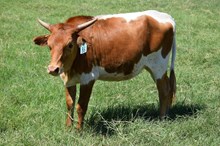 Brazos Cotton Lady 86/24