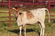 Brazos Gale 110/22