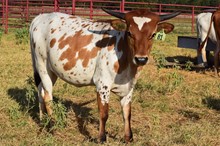 Brazos Haley 81/22