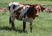 Brazos Ivy 115/24