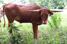 Brazos Roda 26/24