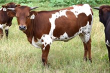 Brazos Bambi 12/25
