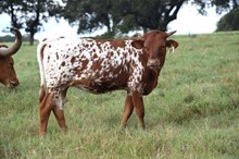 Brazos Bella 18/25
