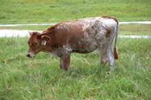 Brazos Carrie 22/25