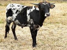 Brazos Rose Rudy 26/25