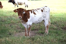 Brazos Emma 29/25