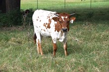 Brazos Chryl 31/25