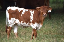 Brazos Janie 32/25