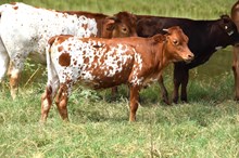 Brazos Jolene 44/25