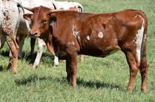 Brazos Spice 137/24