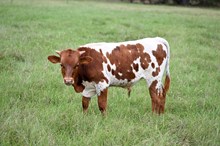 Mercedes Bull