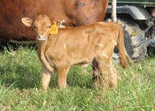 PCC Catch 22 Embryo Heifer