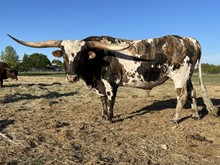 KKR AIN'T THAT SOME BULL