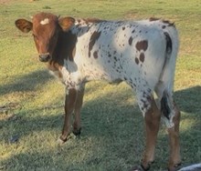 TROD RANCHER'S DAUGHTER