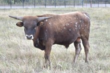 281 HCC Unnamed Bull - Dixie Chic