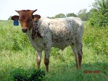 MTR BULL CALF 21/24