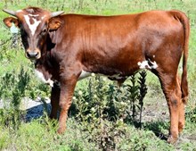 CV COWBOY CASANOVA X CC SHEZA WHIP ER WIL BULL #1