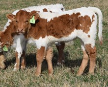 Drop On Over 26 Bull