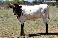 SEL REB'S IMPRESSIVE STELLA