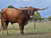 CBF HERSHEY STONE