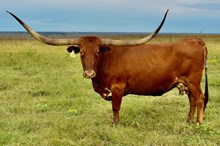 GLR TOP SHOOTIN' GAL