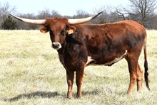 CV Casanova's Hottie