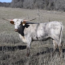 PACIFIC YELLOW BELL X REBEL HR - TAG 707