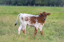 Helm Desiree 535 x KDK Thor bull